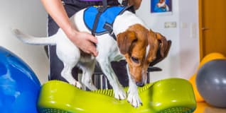 Capa Fisiatria e Reabilitação Fisioterápica Veterinária