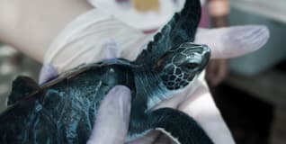 Capa Clínica, Cirurgia e Reabilitação de Animais Marinhos (Aves, Répteis e Mamíferos)